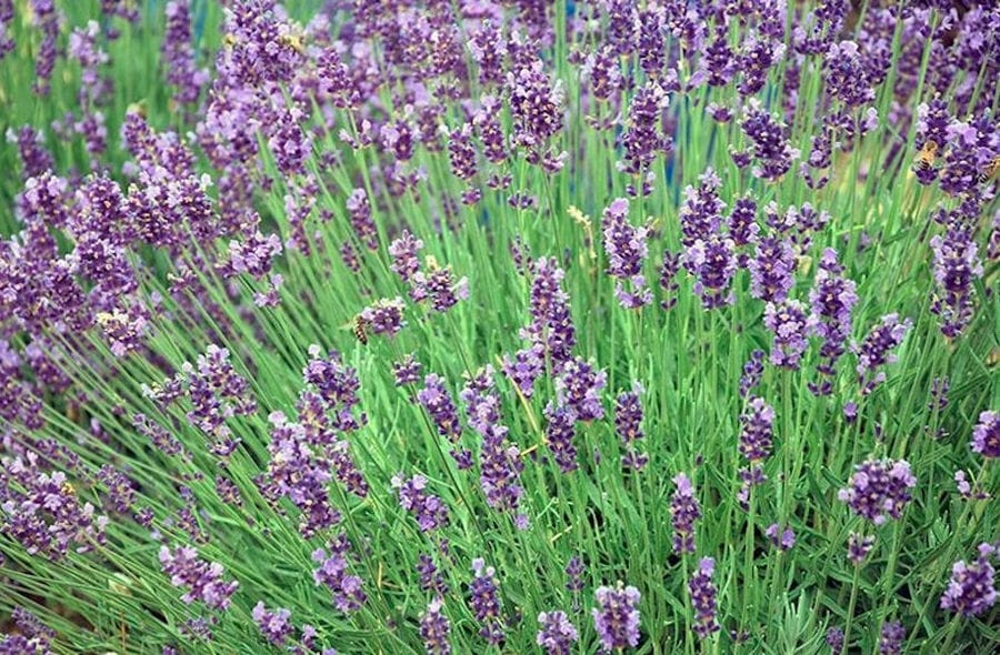 view up close of 'Cretian Feast' lavandula crops with flowers